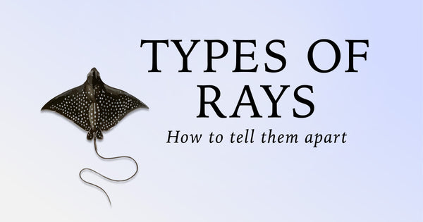 Different types of Rays