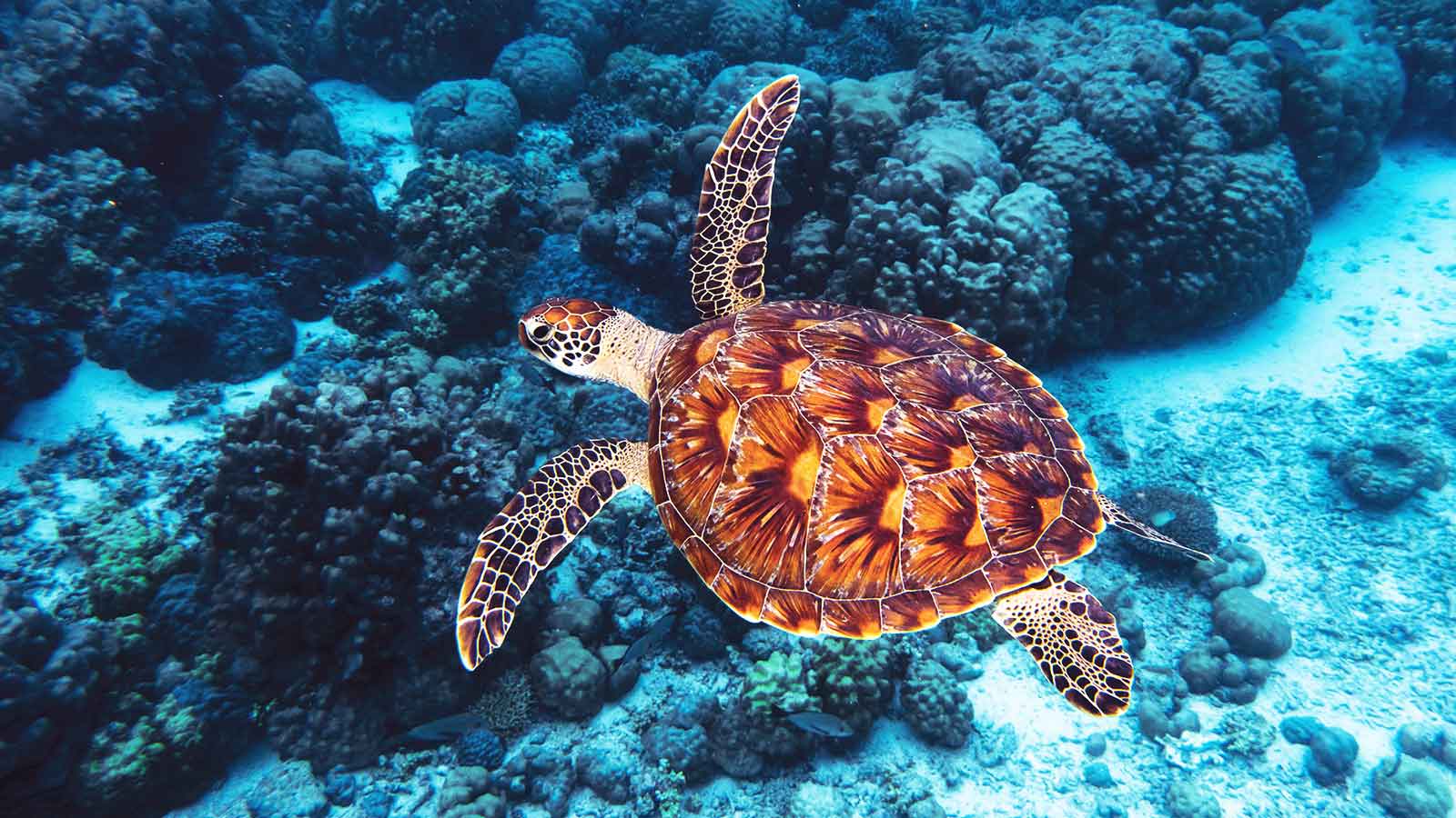 10 Most Endangered Sea Animals | Citrus Reef