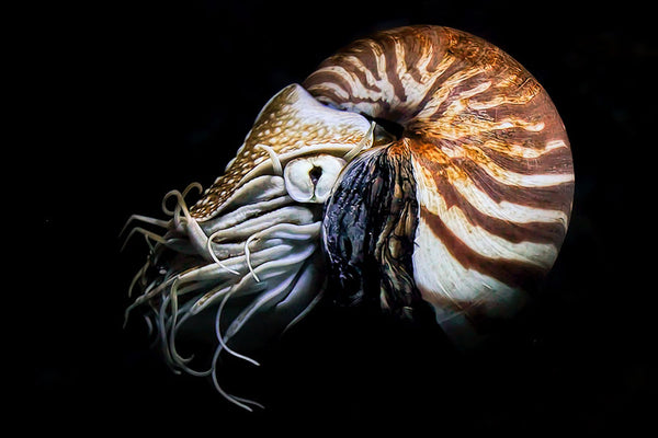 Strange Sea Creatures – Nautilus pompilius