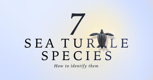 7 Sea Turtle Species - How to identify them graphic