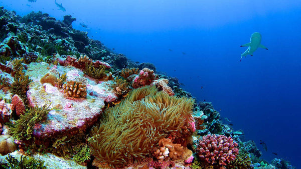 How to help coral reefs