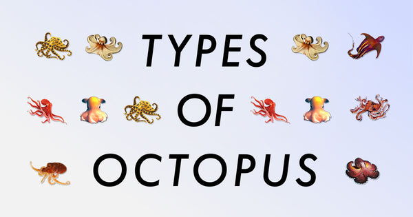 Octopus species graphic