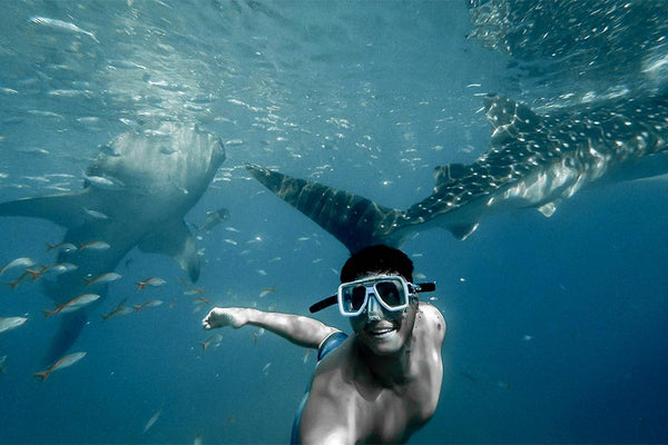 Best Places to Swim with Whale Sharks