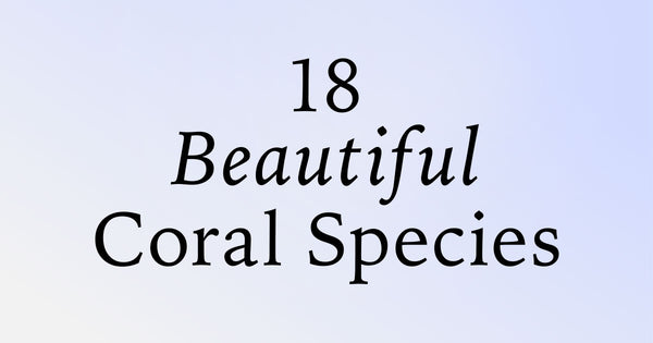 18 Beautiful Coral Species