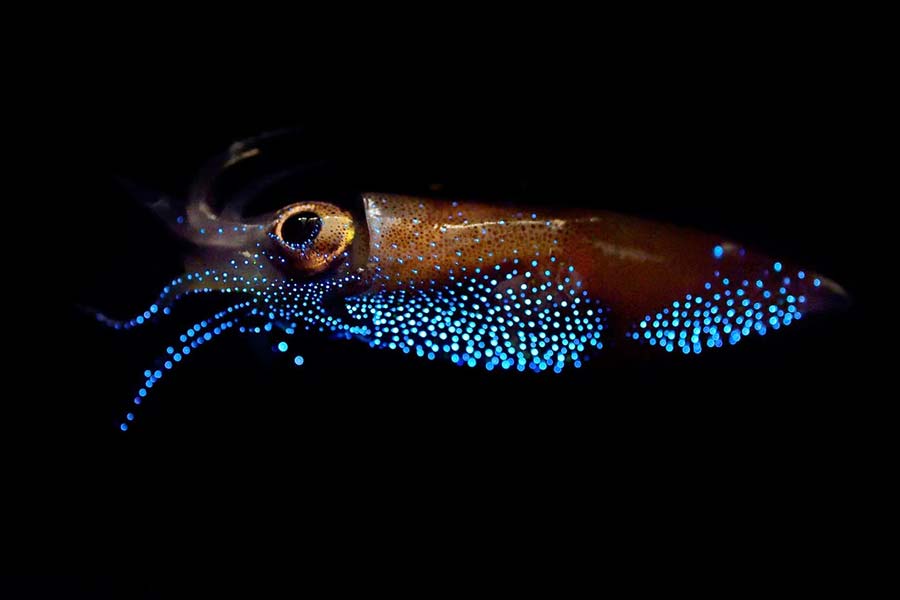 13 Types of Squid Species: Masters of Mystery | Citrus Reef