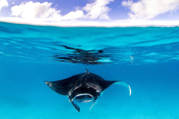 Introduction to the Best Manta Ray Snorkeling in the World