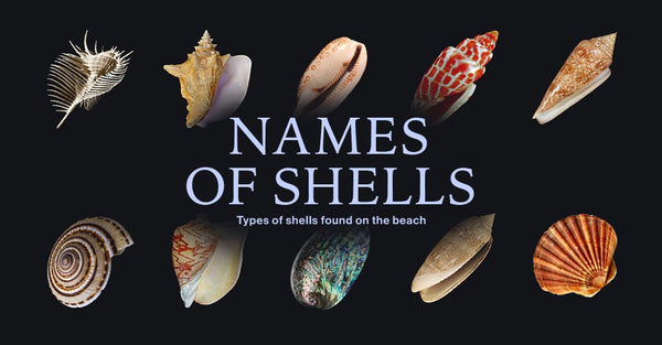 Types of shells