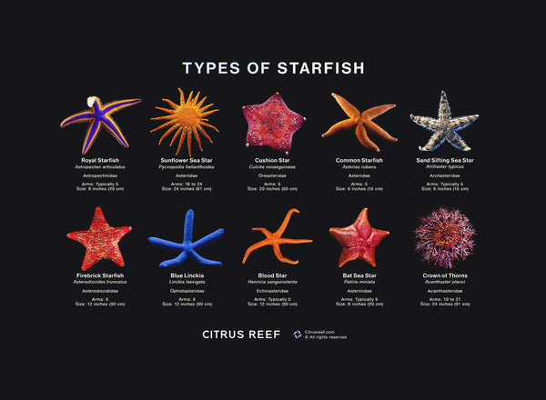 Types of Starfish (Sea Stars) Species
