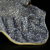 Spotted Stingray Plush - skirt view