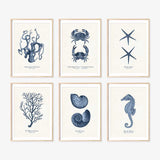 Collection of framed Vintage Sea Life Prints on wall