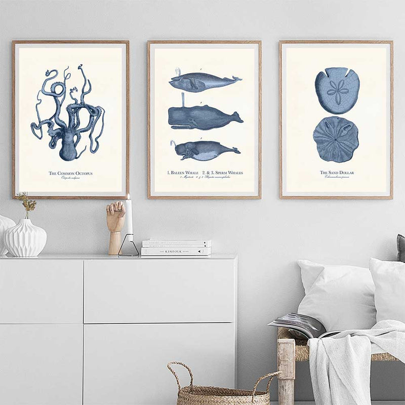 Three Sea Life canvas prints on living room wall