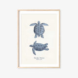 The Sea Turtle Print