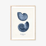The Nautilus Print