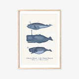 Baleen Whale and Sperm Whales Print