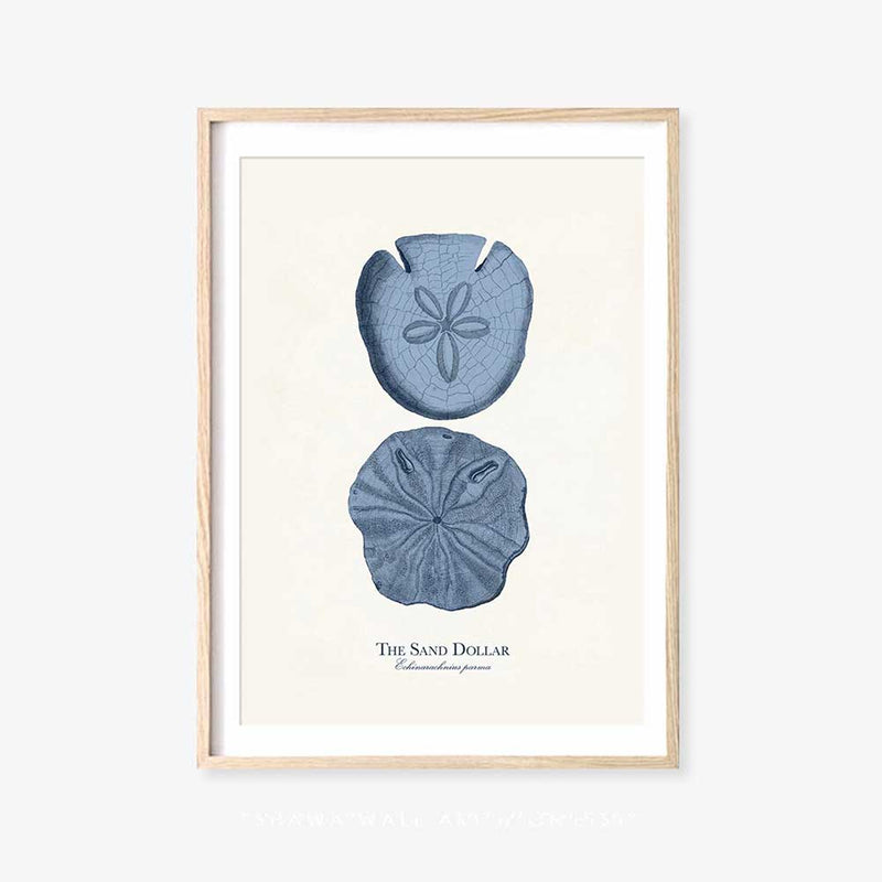The Sand Dollar Print